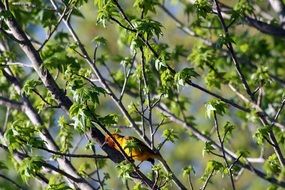 yellow bird on a green tree