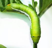 green worn on the stem