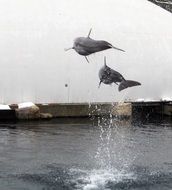 Dolphins Jump