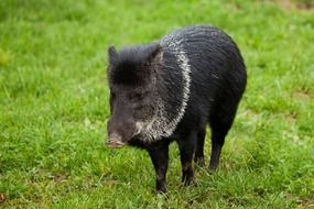 black boar on green grass