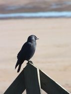 black crow on the beach in Northumberland