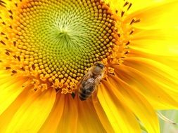 Honey bee on a Yellow Sun Flower