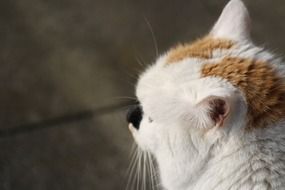 head of a white cat with a black nose