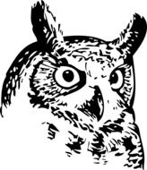 drawing of an owl head on a white background