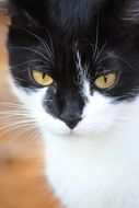 portrait of a white cat with a black face