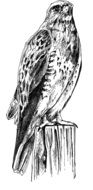 Black and white drawing of a bird of prey on a stump