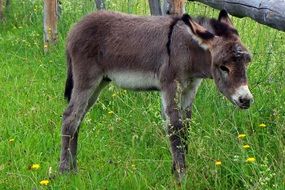 young donkey on the pasture