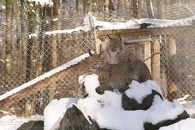 lynx on a stone in the snow