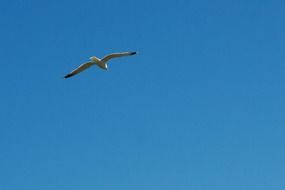 bird in the Blue sky