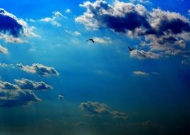 flying birds high in the sky