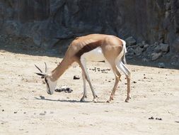 Yeoyang Zoo