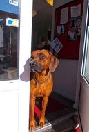 curious dog ridgeback near the door