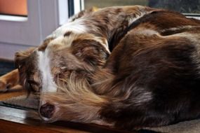 relaxed Australian shepherd