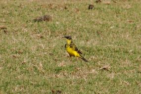 Yellow Wagtail on the grass