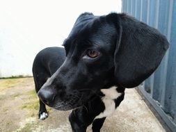 black dog near a metal fence