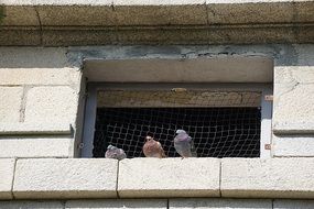 pigeons near the window with bars