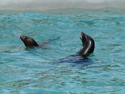 Californian sea lion playing in the water