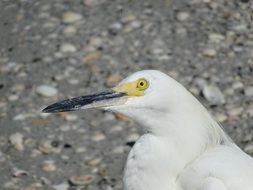 Seagull Look