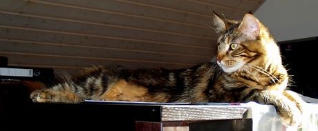 Mackerel Cat Large
