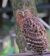 Owl bird in the wildlife