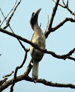 indian grey hornbill in karnataka