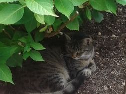 sleeping Cute Cat in garden