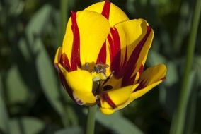 insect on a yellow tulip