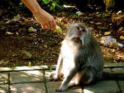 the monkey is fed banana