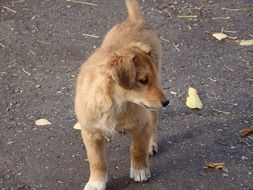 redhead puppy outdoor