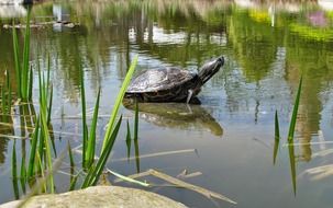 turtle on the shore of the pond in summer