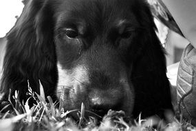 portrait of a setter