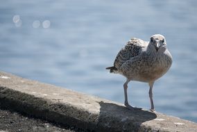 Seagull near water