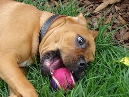 playful dog lying on the grass