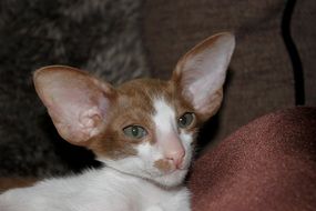 funny oriental shorthair baby cat