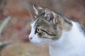 profile portrait of a spotted cat