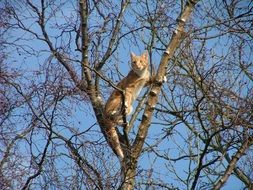 ginger cat on a bare tree on a sunny day