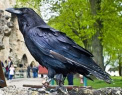 black Raven Bird Macro