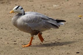 snow goose walking on the ground