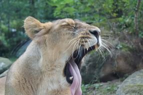 yawning lioness in the wild