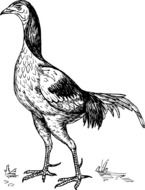 Bird Standing Tail drawing
