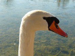 beautiful water Swan