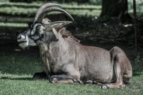 stunningly beautiful Antelope