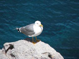 white and grey Seagull on rock at Water