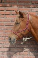horse head pink harness