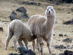 llama and cub in the desert in Peru