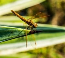 yellow dragonfly on the blade of grass