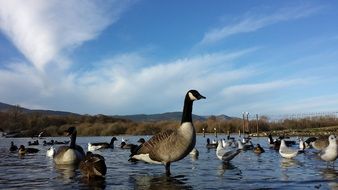 Canada Geese Lake