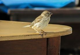 a sparrow stands on the edge of the board