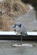 Grey Heron in water