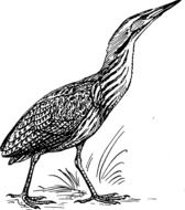 drawing of a standing heron